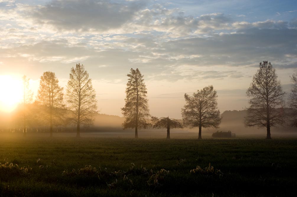 trees at sunrise, portrait